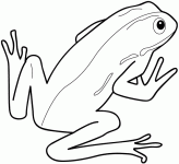 Dessin de grenouille 