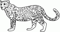 Dessin de leopard 