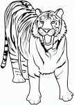 Dessin de tigre 