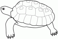 Dessin de tortue 