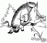 Dessin de sanglier 