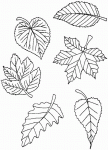 Dessin de diverses feuilles 