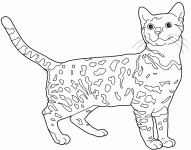 Dessin de chat Bengal chat leopard 