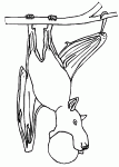 Dessin de chauve souris a l envers 