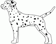 Dessin de dalmatien 