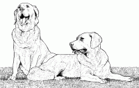 Dessin de deux golden retreiver 