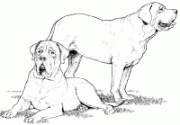 Dessin de deux mastiffs 