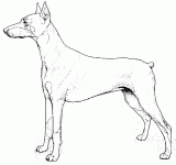 Dessin de doberman 