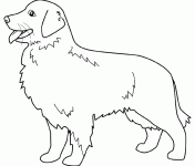 Dessin de golden retriever 