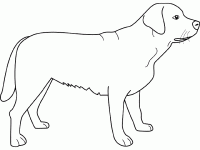 Dessin de labrador 