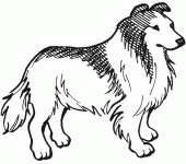 Dessin de lassie 