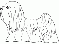 Dessin de lhasa apso 