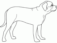 Dessin de mastiff 