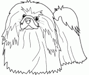 Dessin de pekinois 