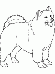 Dessin de samoyed 