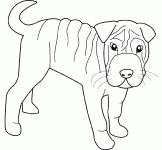 Dessin de shar pei 