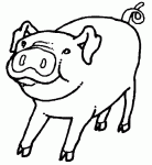 Dessin de dessin d un porc 