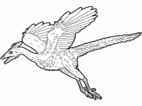 Dessin de archaeopteryx 