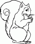 Dessin de dessin d un ecureuil 