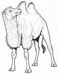 Dessin de dessin de chameau 
