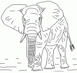 Dessin de grand elephant avec defense 