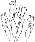 Dessin de bouquet de tulipes 