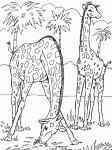 Dessin de 2 girafes dans la savane 