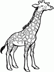 Dessin de dessin d une girafe 