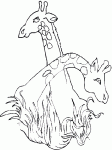 Dessin de deux tetes de girafes 
