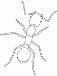 Dessin de fourmi 