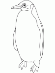 Dessin de pingouin 