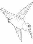 Dessin de colibri oiseau 