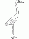 Dessin de grand heron bleu 