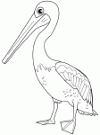 Dessin de pelican 