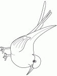 Dessin de sterne arctique oiseau 