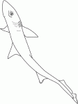 Dessin de aigrefin chien mer 