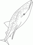 Dessin de baleine requin 
