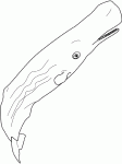 Dessin de baleine sperm 