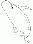 Dessin de baleine 