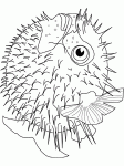 Dessin de blowfish 