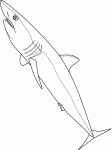 Dessin de mako shark 