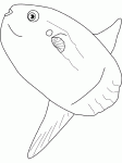 Dessin de ocean sunfish 