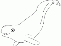 Dessin de baleine blanche beluga 