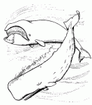 Dessin de baleines 