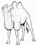 Dessin de dessin de chameau 