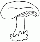 Dessin de dessin de champignon 