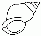 Dessin de dessin d escargot de mer 