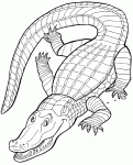 Dessin de coloriage crocodile  