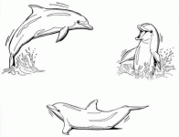Dessin de trois dauphins font une ronde 
