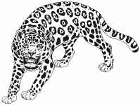 Dessin de dessin d un guepard 